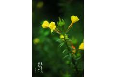 【栖霞山·植物百科】黄花月见草：在夜里开出灿烂的花朵