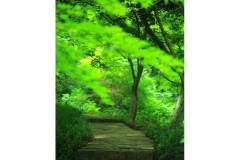 打卡夏日栖霞山，一起“森森森”呼吸~