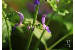 【栖霞山·植物百科】丹参：花月两模糊，隔窗看欲无