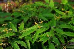 【栖霞山·植物百科】宝兴淫羊藿：细枝厚黄花，丝垂本不凡