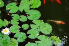 七月的栖霞山，是怎样的美妙？