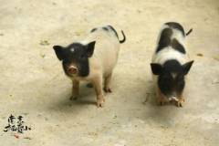 用多巴胺配色，打开栖霞山的夏天！