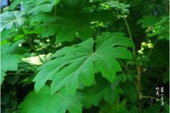 【栖霞山·植物百科】通脱木：叶似蓖麻，心中有瓤，轻白可爱