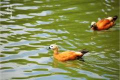 栖霞山丨夏木阴阴正可人