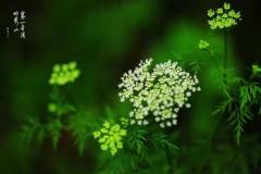 【栖语堂】虽识乾坤大，犹怜草木青