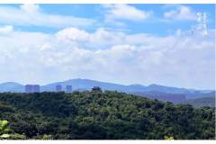 栖霞山的绿，太棒了！