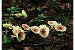 【栖霞山·节气新知】立秋：晚云收夏色，碧水动秋波，秋天这就来了么？