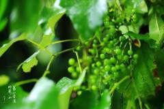 【栖霞山·植物百科】山葡萄：青青野葡萄，心尖小玉珠
