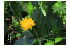 【栖霞山·植物百科】仙人掌：沙漠英雄花