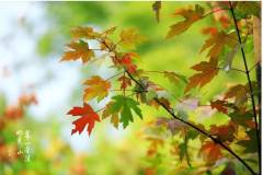 栖霞山丨人间朝暮，风起有了秋意