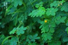 【栖霞山·植物百科】决明：雨中百草秋烂死，阶下决明颜色鲜