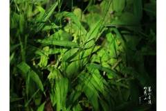 【栖霞山·植物百科】淡竹叶：似竹叶轻盈翩翩起舞，清热去火功效强大