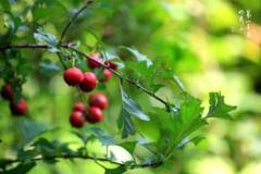 栖霞山丨秋的味道：比如，山楂悄悄红了；比如……