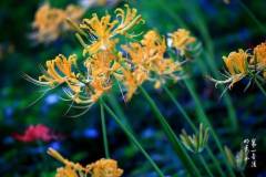 【栖语堂】慢下来，岁月更温柔