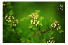 【栖霞山·植物百科】野山楂：又到了吃山楂的时候啦~