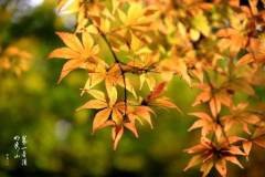 岁月不晚不早，栖霞山的早秋恰似春朝