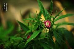 【栖霞山·植物百科】白术：白术结灵根，持锄采秋月