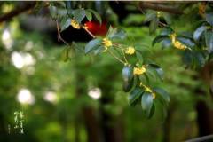 栖霞山丨长日欣喜，十月与你