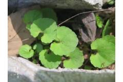 【栖霞山·植物百科】寒如积雪的积雪草