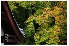 气温降得有些快，栖霞山竟已有这许多秋意~