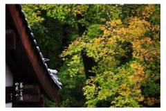 气温降得有些快，栖霞山竟已有这许多秋意~