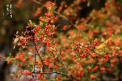 【栖霞山·植物百科】火棘：山禽引子哺红果，溪友得钱留白鱼