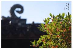 栖霞山丨清风入笔墨，秋意染白纸