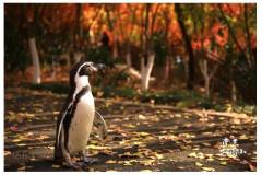 逃学企鹅来栖霞山啦！！