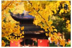 炉火取暖？栖霞山的红叶可比炉火旺盛！