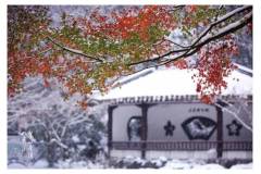 栖霞山｜邂逅一场大雪，便是邂逅满山花开~