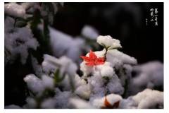 【栖语堂】人生要有不较劲的智慧