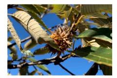 【栖霞山·植物百科】栓皮栎：幸与松筠相近栽，不随桃李一时开