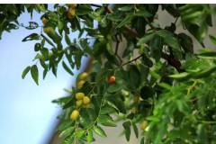 【栖霞山·植物百科】枣：婆娑一树万珠红