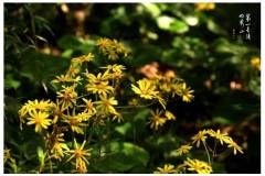 【栖语堂】成年人的快乐守则~