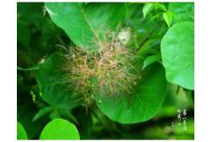 【栖霞山·植物百科】黄栌：醉貌如霜叶,虽红不是春