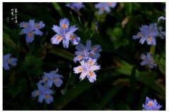 接下来请期待，属于栖霞山的“繁花”