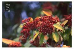 【栖霞山·植物百科】石楠：优点很多，但“臭”上热搜