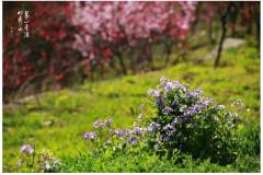栖霞山丨待春归，游春山~