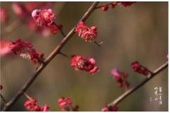 栖霞山丨“亲爱的三月，你好！”