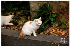 【栖语堂】在繁忙与宁静之间找到平衡