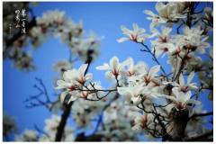 栖霞山丨被春天的好风景收买，剩下的全是好心情