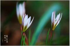 栖霞山绚丽的春天，正穿越山海而来