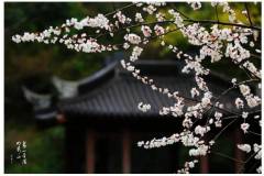 在栖霞山，一抬头就看见了梵高笔下的杏花