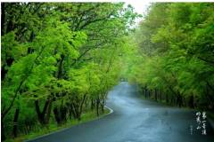 至此鲜花赠自己，纵马踏花栖霞山~