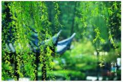 【栖霞山·植物百科】延胡索：绿意渐浓，紫意相随，行气止痛之良药