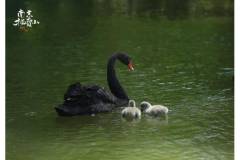 栖霞山 |一起吹吹夏天的风，真好~