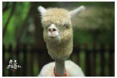 【栖霞山·游学招募】六一儿童节，栖霞山与你一“鹿”“童”行！