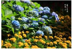 栖霞山的方向，带着阳光和花果香