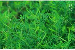 【栖霞山·植物百科】长柔毛野豌豆：曼妙色彩，如梦绮丽