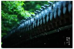 栖霞山丨“黄梅时节家家雨，青草池塘处处蛙”